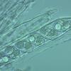 message #85518