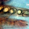 message #85237