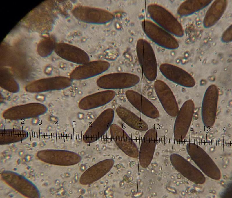 spores-2-0001.jpg