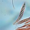 grevillei