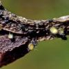 eucalypti