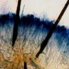 eucalypti