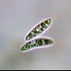 eucalypti