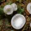 leucotricha