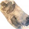 succosa