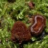 hispidula