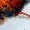 hispidula