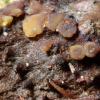 fulvidulum