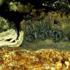 fulvopruinata
