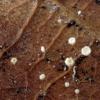 ciliare