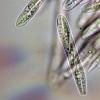 ciliare