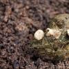 punctata