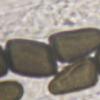 lageniformis