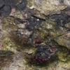quaternatae