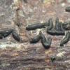 partisporum