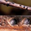 affinis