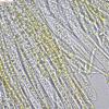 pseudofarinacea