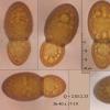 ampullaceum