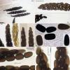 longisporopsis