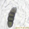pulchella