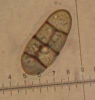 Yannick Mourgues